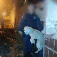 Servidora p&uacute;blica &eacute; presa por manter oito c&atilde;es em situa&ccedil;&atilde;o de abandono
