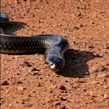 Registro de jiboia arco-&iacute;ris encanta no Pantanal de Miranda