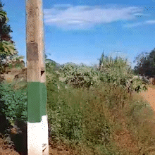 On&ccedil;a-pintada &eacute; vista em distrito e assusta moradores de Ponta Por&atilde;