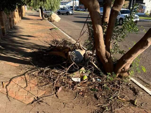 Galhos tomam conta da cal&ccedil;ada h&aacute; mais de 90 dias em avenida no Centro