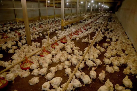 Brasil se declara novamente livre da gripe avi&aacute;ria ap&oacute;s fim do vazio sanit&aacute;rio