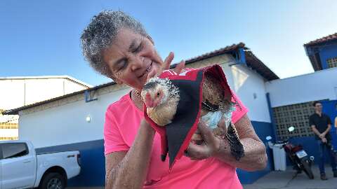 Galinha vira amiga, usa fralda, blusa do Flamengo e at&eacute; dorme na cama
