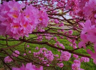 &quot;Ca&ccedil;adores de ip&ecirc;s&quot; registram florada que todo ano deixa a cidade cor-de-rosa