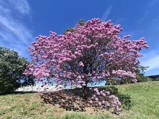 &quot;Ca&ccedil;adores de ip&ecirc;s&quot; registram florada que todo ano deixa a cidade cor-de-rosa