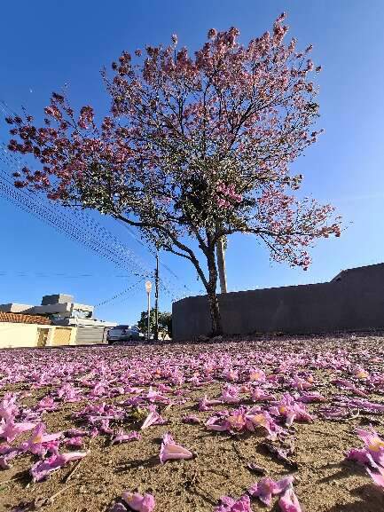 (Foto: Jairton Costa)