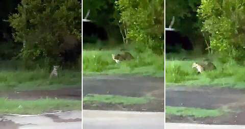 Captura das on&ccedil;as que rondam &aacute;rea urbana de Corumb&aacute; &eacute; descartada