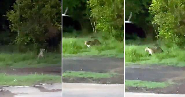 Captura das on&ccedil;as que rondam &aacute;rea urbana de Corumb&aacute; &eacute; descartada