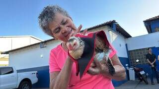 Galinha vira amiga, usa fralda, blusa do Flamengo e até dorme na cama Galinha vira amiga, usa fralda, blusa do Flamengo e até dorme na cama