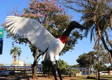 Aos poucos, Tuiui&uacute;s do Aeroporto voltam a transformar a entrada de Campo Grande