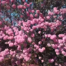 Pelo olhar dos leitores, passeie pela beleza da florada do ip&ecirc;-rosa na Capital