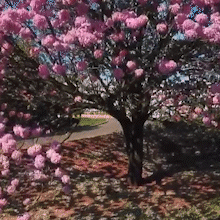 &quot;Ca&ccedil;adores de ip&ecirc;s&quot; registram florada que todo ano deixa a cidade cor-de-rosa