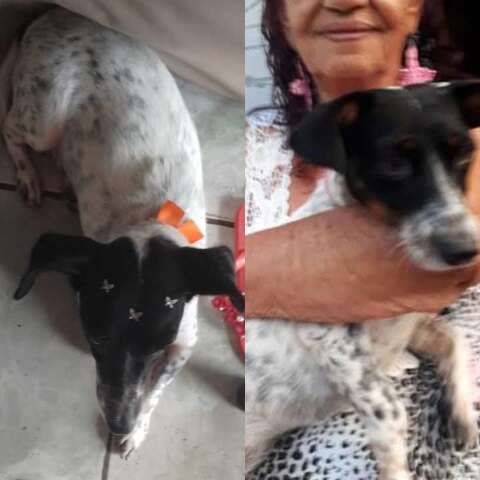 Voc&ecirc; viu a cadelinha Lilica? Doente, tutora idosa quer encontr&aacute;-la