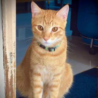 Desaparecido desde s&aacute;bado, gato Lyon &eacute; procurado no Bairro S&atilde;o Francisco