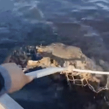 Pescador ajuda filhote de on&ccedil;a a reencontrar a m&atilde;e no Pantanal