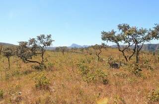 Savana mais biodiversa do mundo, Cerrado ocupa 62 munic&iacute;pios de MS