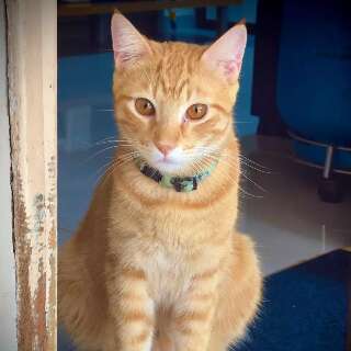 Desaparecido desde s&aacute;bado, gato Lyon &eacute; procurado no Bairro S&atilde;o Francisco