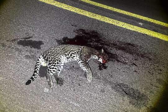 Jaguatirica é encontrada morta após atropelamento na BR-262 