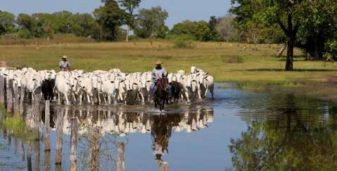 Produtores poder&atilde;o receber at&eacute; R$ 100 mil pela preserva&ccedil;&atilde;o do Pantanal