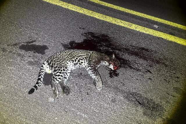 Jaguatirica &eacute; encontrada morta ap&oacute;s atropelamento na BR-262 