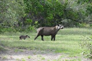 No coração do Pantanal, uma família de antas quebra tabus sobre fidelidade No coração do Pantanal, uma família de antas quebra tabus sobre fidelidade