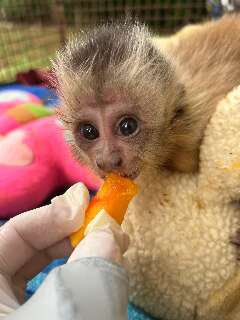 CRAS atendeu mais de 800 animais silvestres v&iacute;timas de impactos humanos em 2025