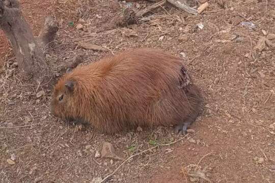 Com ferida aberta, capivara aguarda resgate às margens do Lago do Amor