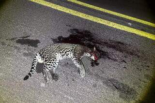 Jaguatirica &eacute; encontrada morta ap&oacute;s atropelamento na BR-262 