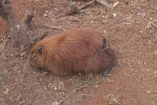 Com ferida aberta, capivara aguarda resgate &agrave;s margens do Lago do Amor