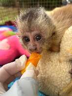 CRAS atendeu mais de 800 animais silvestres vítimas de impactos humanos em 2025