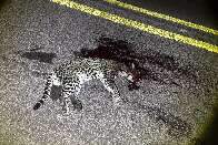 Jaguatirica é encontrada morta após atropelamento na BR-262 