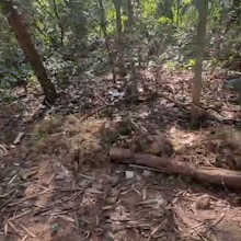 Moradora denuncia abandono de &aacute;rea que abriga esp&eacute;cies de macacos no Pedrossian