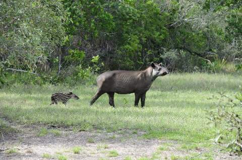 No cora&ccedil;&atilde;o do Pantanal, uma fam&iacute;lia de antas quebra tabus sobre fidelidade