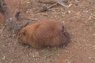 Com ferida aberta, capivara aguarda resgate &agrave;s margens do Lago do Amor