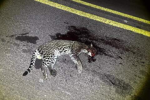 Jaguatirica &eacute; encontrada morta ap&oacute;s atropelamento na BR-262 