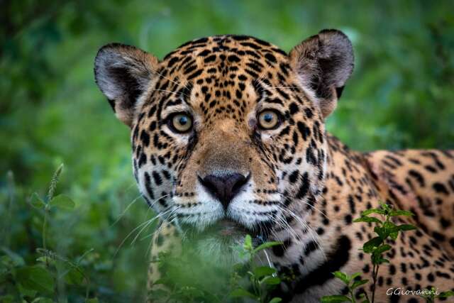 Mais de 60 esp&eacute;cies da fauna sul-mato-grossense est&atilde;o em risco de extin&ccedil;&atilde;o
