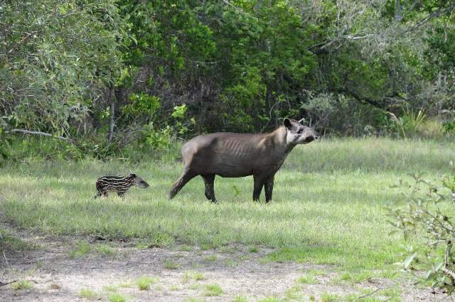No cora&ccedil;&atilde;o do Pantanal, uma fam&iacute;lia de antas quebra tabus sobre fidelidade