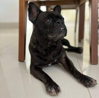 Casal encontra bulldog franc&ecirc;s no Carand&aacute; Bosque e procura tutor do animal