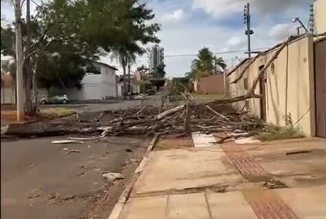 Galho de &aacute;rvore condenada cai, bloqueia rua e deixa f&aacute;brica sem energia