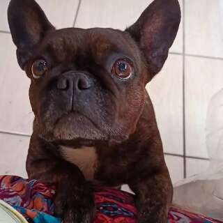 Com len&ccedil;ol lavado &agrave; espera, idosa procura por bulldog desaparecida
