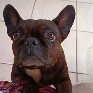 Com len&ccedil;ol lavado &agrave; espera, idosa procura por bulldog desaparecida