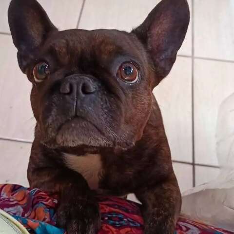 Com len&ccedil;ol lavado &agrave; espera, idosa procura por bulldog desaparecida
