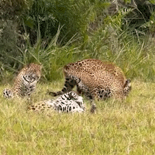 M&atilde;es e filhotes de on&ccedil;a-pintada s&atilde;o flagradas em avistamento raro 