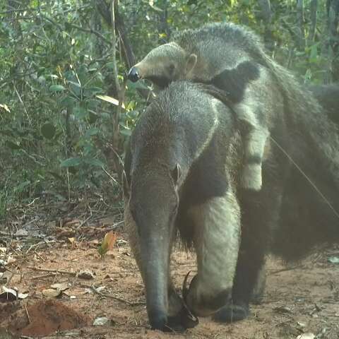 Cerrado protegido rende flagrantes de fofura no Parque do Pombo