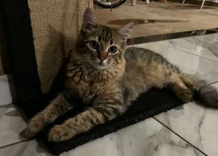 Fam&iacute;lia pede ajuda para achar Alfredo, gato que fugiu no Oscar Salazar
