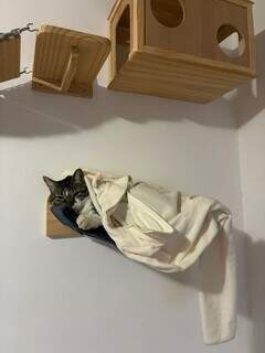 O frio chegou e os gatos sentem, mesmo que se fa&ccedil;am de dur&otilde;es