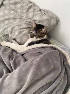 O frio chegou e os gatos sentem, mesmo que se façam de durões O frio chegou e os gatos sentem, mesmo que se façam de durões