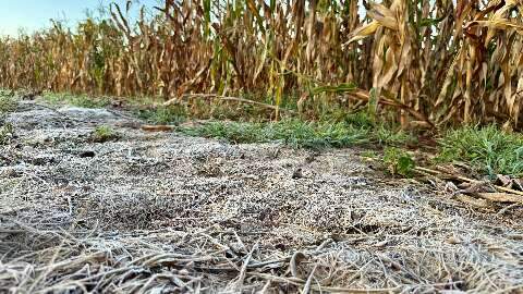 Geada atinge 18 munic&iacute;pios de Mato Grosso do Sul
