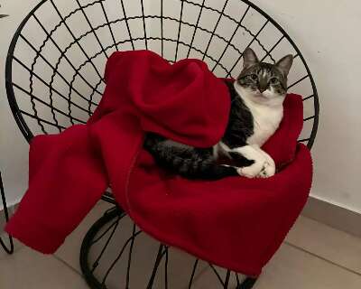 O frio chegou e os gatos sentem, mesmo que se fa&ccedil;am de dur&otilde;es