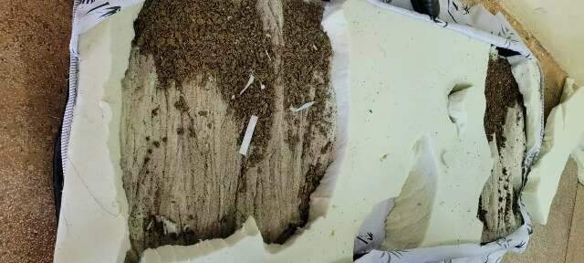 Advogada &eacute; presa ao tentar entrar em pres&iacute;dio com colch&atilde;o recheado de maconha