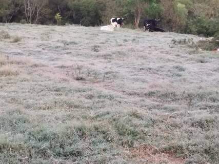 Tr&ecirc;s cidades registram temperaturas negativas em MS